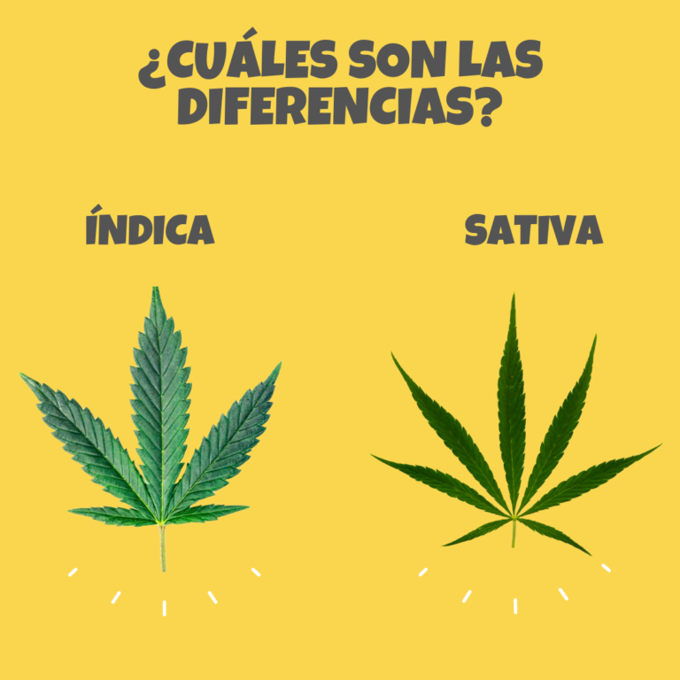 DIDEFENCIAS ENTRE ÍDICA Y SATIVA THE CBD STORE MX